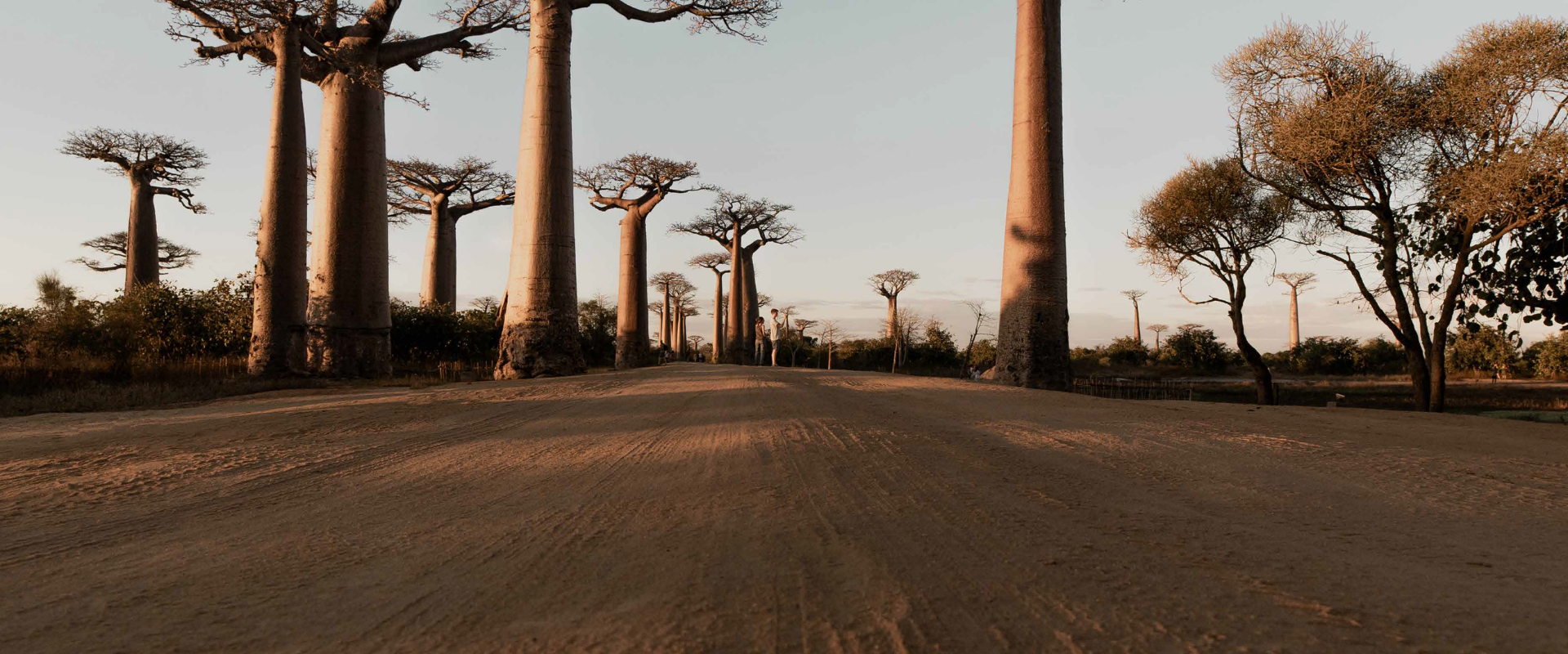 SKIN1004 Madagascar Centella Ampoule | Pure & Soothing Care (30ml / 55ml / 100ml)